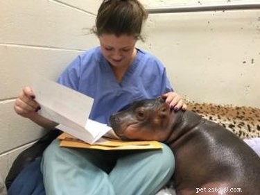 Tiny Hippo Grows Too Heavy: Cincinnati Zoo s Fiona Uses Ramp to Move