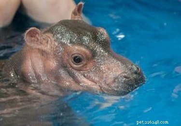 Tiny Hippo Grows Too Heavy: Cincinnati Zoo s Fiona Uses Ramp to Move