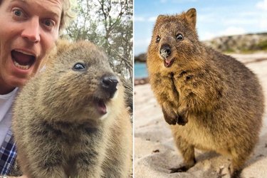 Why Quokkas Are the Most Adorable Wildlife You’ll Want to Photograph