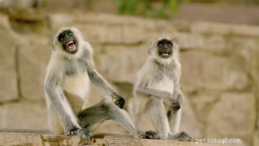 PBS s  Spy in the Wild  Blooper Reel Showcases Animals  Playful Moments