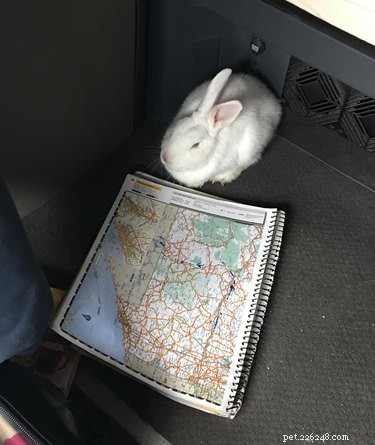 Truck Driver Saves Jack Russell Terrier Near Abandoned Bunny in Jacksonville