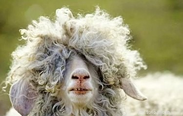 11 Pets That Understand Your Bad Hair Day—See Why They Relate