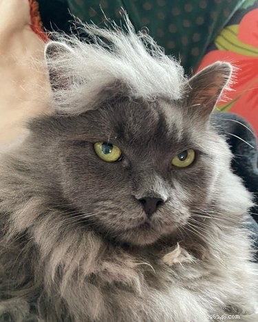 11 Pets That Understand Your Bad Hair Day—See Why They Relate