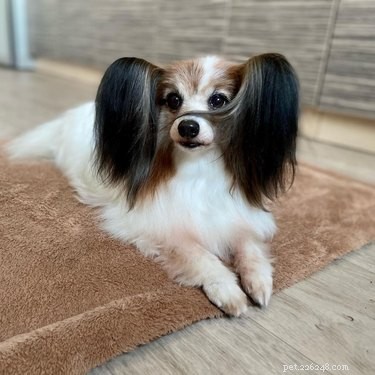 11 Pets That Understand Your Bad Hair Day—See Why They Relate