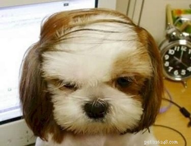 11 Pets That Understand Your Bad Hair Day—See Why They Relate