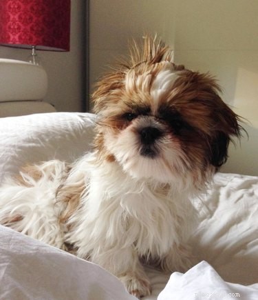 11 Pets That Understand Your Bad Hair Day—See Why They Relate