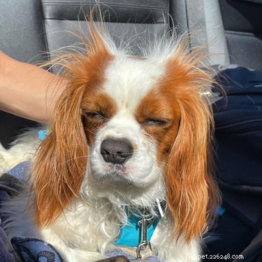11 Pets That Understand Your Bad Hair Day—See Why They Relate