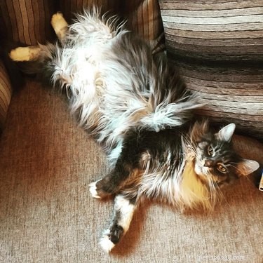 11 Pets That Understand Your Bad Hair Day—See Why They Relate