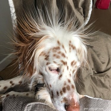 11 Pets That Understand Your Bad Hair Day—See Why They Relate
