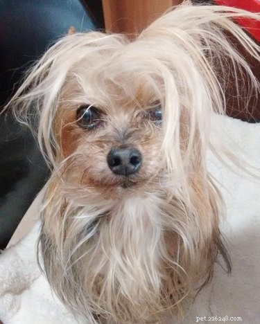 11 Pets That Understand Your Bad Hair Day—See Why They Relate