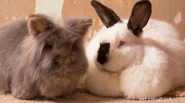 Weighty Rabbit Goes on Diet After Being Misidentified as Dog