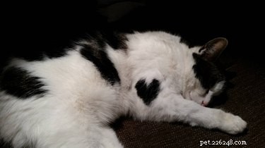 20 Stylish Animals Sporting Heart Patches – Love Tips from the Wild