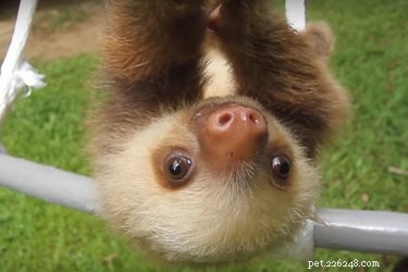 Adorable Baby Sloth Says  Mom —A Heartwarming Moment You Can t Miss