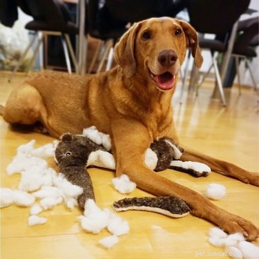 11 Ways Pets Can Spoil Your Valentine’s Day