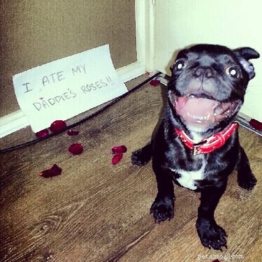 11 Ways Pets Can Spoil Your Valentine’s Day