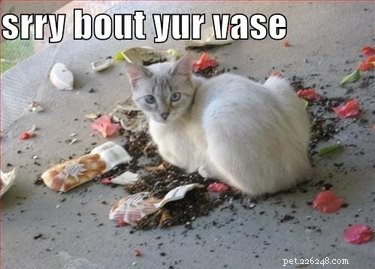 11 Ways Pets Can Spoil Your Valentine’s Day