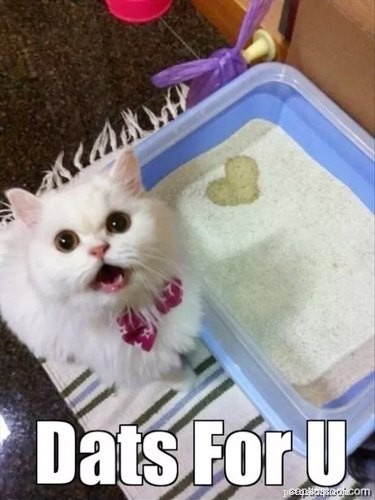 11 Ways Pets Can Spoil Your Valentine’s Day
