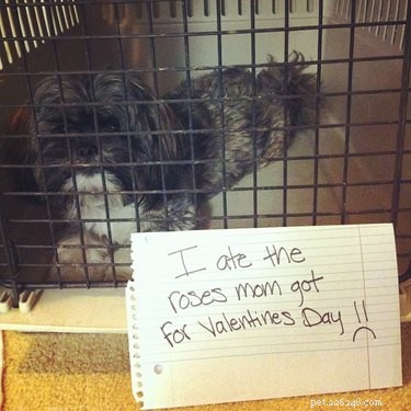 11 Ways Pets Can Spoil Your Valentine’s Day