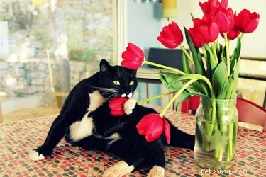 11 Ways Pets Can Spoil Your Valentine’s Day