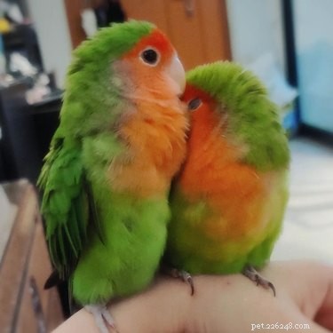 12 Adorable Animal Couples Proving Love Is Universal