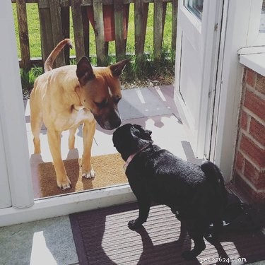 12 Adorable Animal Couples Proving Love Is Universal