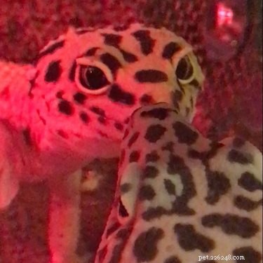 12 Adorable Animal Couples Proving Love Is Universal