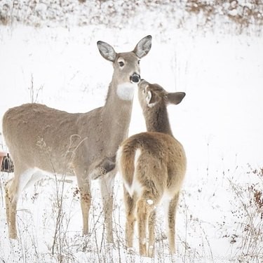 12 Adorable Animal Couples Proving Love Is Universal