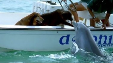 12 Adorable Animal Couples Proving Love Is Universal