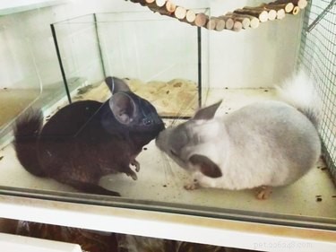 12 Adorable Animal Couples Proving Love Is Universal