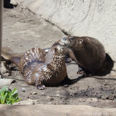 12 Adorable Animal Couples Proving Love Is Universal
