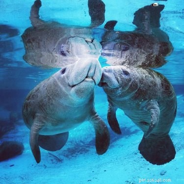 12 Adorable Animal Couples Proving Love Is Universal
