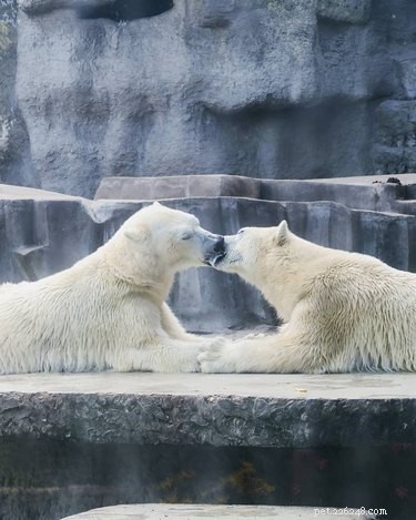 12 Adorable Animal Couples Proving Love Is Universal