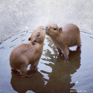 12 Adorable Animal Couples Proving Love Is Universal