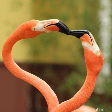 12 Adorable Animal Couples Proving Love Is Universal