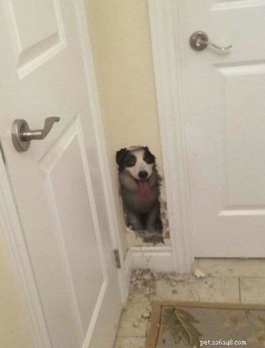 17 Hilariously Ridiculous Pet Photos That Will Make You Laugh