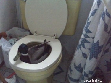 17 Hilariously Ridiculous Pet Photos That Will Make You Laugh