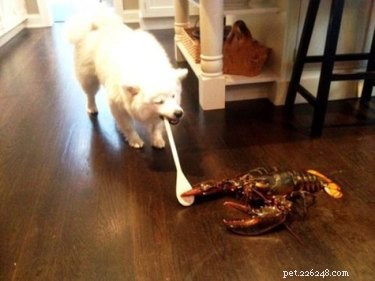 17 Hilariously Ridiculous Pet Photos That Will Make You Laugh