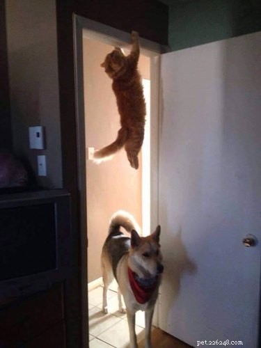 17 Hilariously Ridiculous Pet Photos That Will Make You Laugh