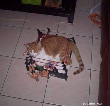 17 Hilariously Ridiculous Pet Photos That Will Make You Laugh