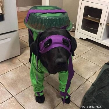 17 Hilariously Ridiculous Pet Photos That Will Make You Laugh