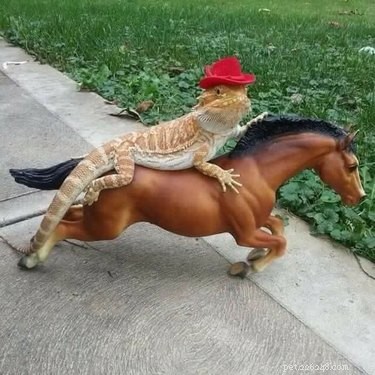 17 Hilariously Ridiculous Pet Photos That Will Make You Laugh