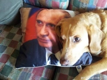 17 Hilariously Ridiculous Pet Photos That Will Make You Laugh