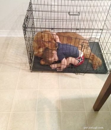 17 Hilariously Ridiculous Pet Photos That Will Make You Laugh