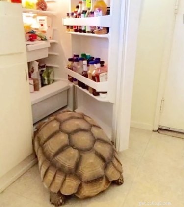 17 Hilariously Ridiculous Pet Photos That Will Make You Laugh