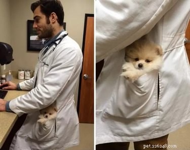 17 Hilariously Ridiculous Pet Photos That Will Make You Laugh