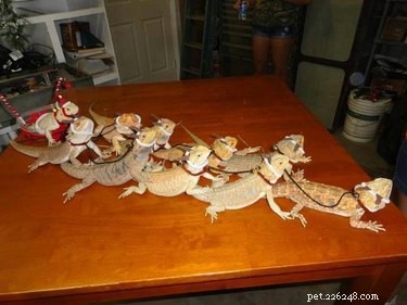 17 Hilariously Ridiculous Pet Photos That Will Make You Laugh