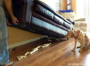 17 Hilariously Ridiculous Pet Photos That Will Make You Laugh