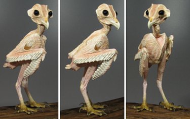 11 Stunning Photos of Bare-Bodied Animals That Will Change Your View of Nature