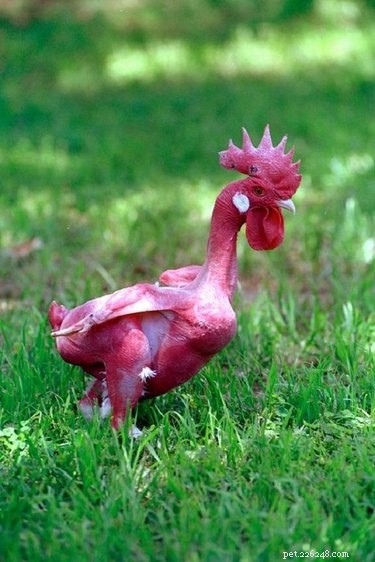 11 Stunning Photos of Bare-Bodied Animals That Will Change Your View of Nature