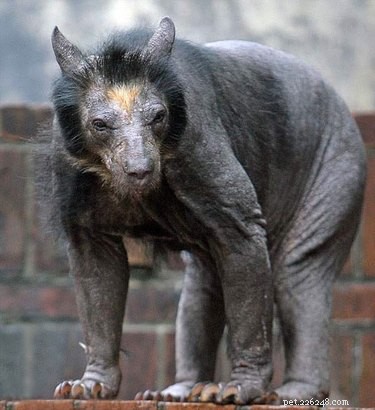 11 Stunning Photos of Bare-Bodied Animals That Will Change Your View of Nature